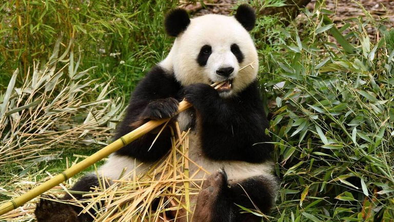 Todos los pandas del mundo son propiedad de China, y esta es la burrada que cuesta alquilar uno