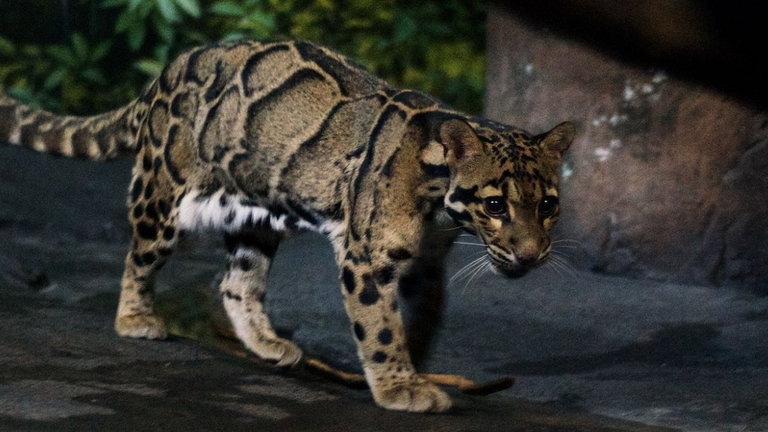 Lo creíamos extinto, pero este bellísimo leopardo nebulosa reapareció tras más de 30 años sin saber nada de él