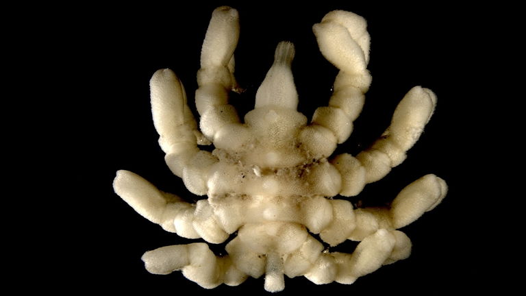 Esta especie de araña marina es capaz de regenerar extremidades, intestinos e incluso el ano