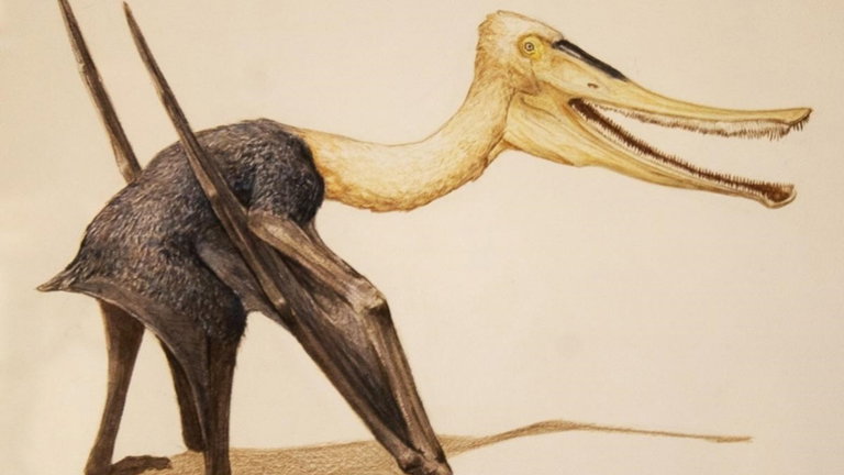 Arqueólogos han descubierto por error un fósil increíble: un pariente del pterodáctilo con más de 400 dientes