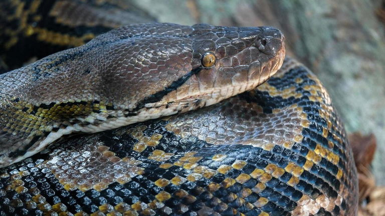 Una serpiente gigante de más de 15 metros: un piloto consiguió fotografiarla, pero su origen es un misterio