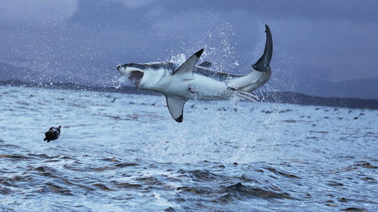 En el mar Mediterráneo hay tiburones blancos, y los más grandes de la historia se encontraron en esas aguas