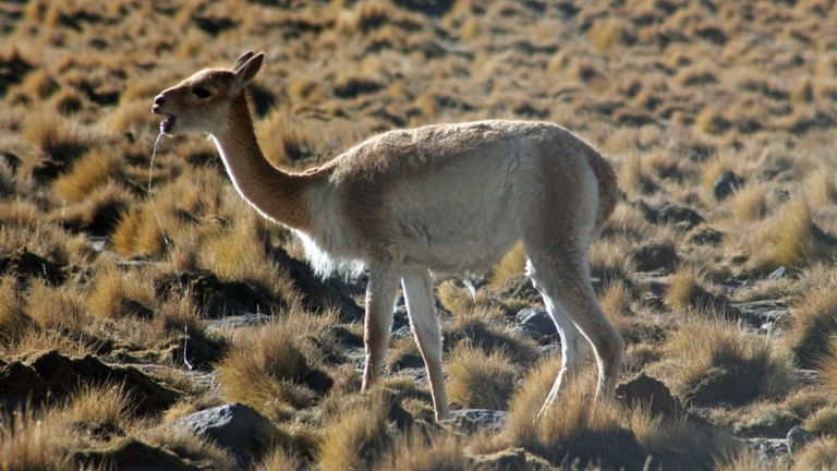 Animales en peligro de extinción en Latinoamérica