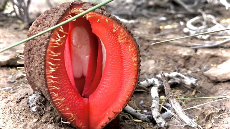 Esta planta parásita no hace la fotosíntesis, la roba: se engancha a otras raíces para obtener nutrientes