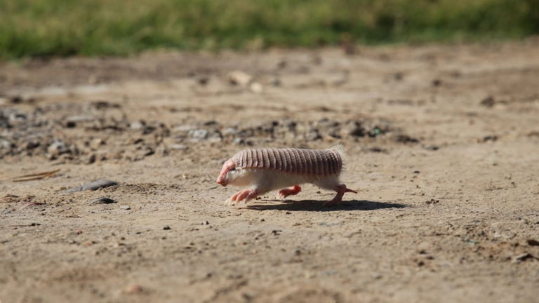 Este animal es tan raro y esquivo que mucha gente duda que exista en realidad
