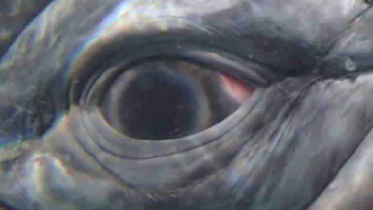 Este es el animal más ruidoso del mundo: podría literalmente matarte con sonido