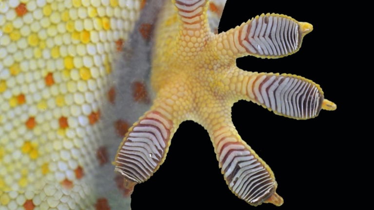 Hemos creado un material que te permite escalar paredes al estilo Spider-Man, y todo gracias a estos reptiles