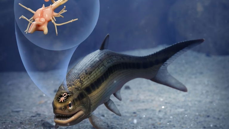 Hemos encontrado el cerebro más antiguo de un vertebrado dentro de un pez de hace 319 millones de años