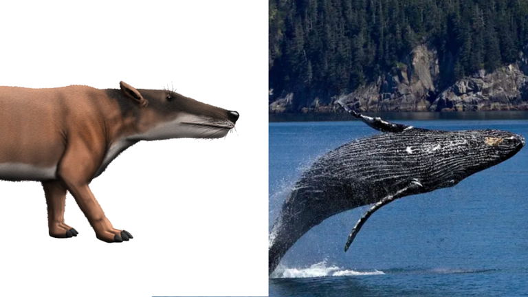 La primera ballena tenía este aspecto: la curiosa evolución de la tierra hacia el mar de los cetáceos
