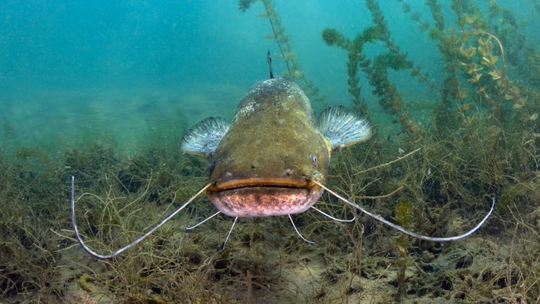Peces resistentes a las enfermedades con ADN de caimán, este es el alimento del futuro