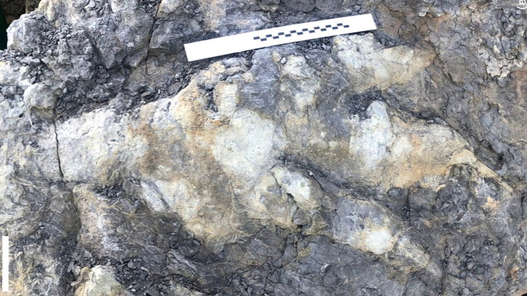 "No me podía creer lo que estaba viendo": arqueólogos celebran el hallazgo de una enorme huella de dinosaurio