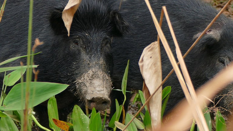 EEUU se enfrenta a una auténtica invasión de supercerdos: así es esta inteligente y enorme especie