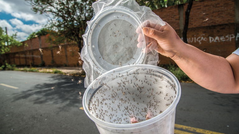 En Singapur están creando granjas de mosquitos letales repletos de enfermedades, pero por una buena razón
