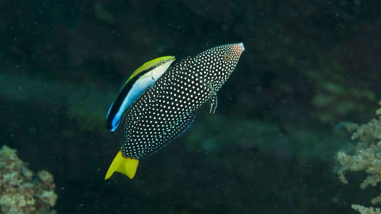 Estos peces pueden reconocerse a sí mismos en un espejo, como los humanos y chimpancés