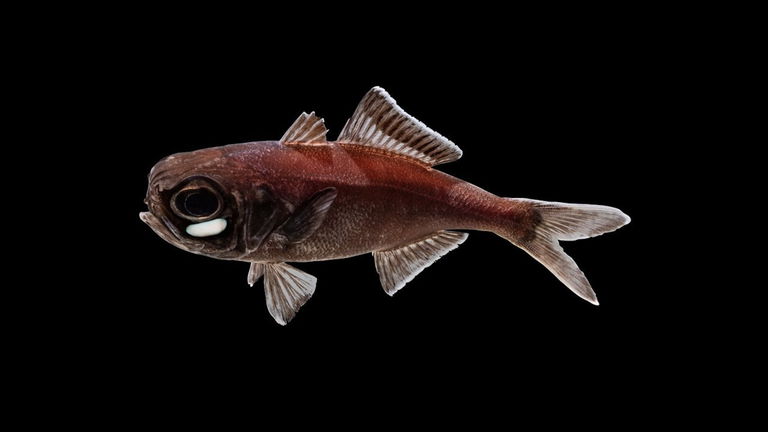 Un fogonazo de luz bajo el agua: estos peces tienen glándulas que se iluminan de colores ante el peligro