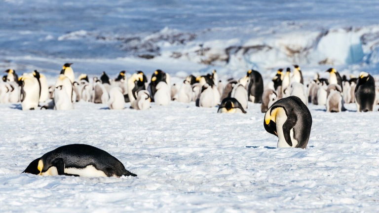 Los pingüinos no son paticortos, están haciendo sentadillas: es un rasgo evolutivo que les permite nadar mejor