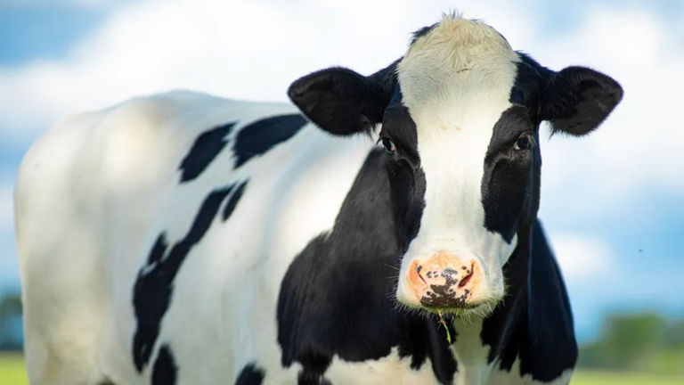 China afirma afirma haber clonado a tres 'super vacas', dan más leche y son excepcionales