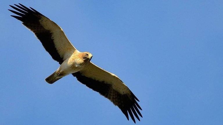Esta gigantesca águila del Pleistoceno era un letal depredador alado: agradecerás que se haya extinguido
