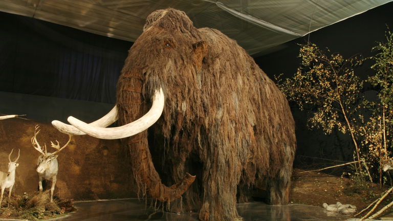 Animales extintos: 10 especies extintas por culpa del hombre