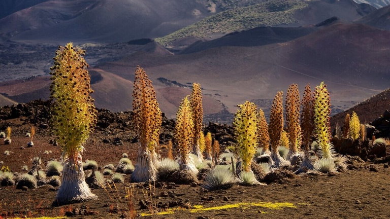 Estas bellísimas plantas de desierto tardan hasta 20 años en florecer y duran solo unos días antes de morir
