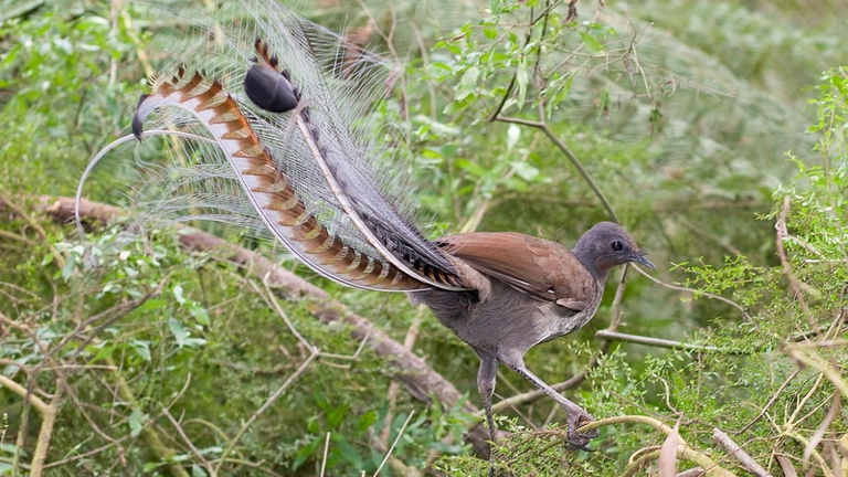 Este pájaro es el mejor imitador del mundo: reproduce todo tipo de sonidos con una precisión que asusta