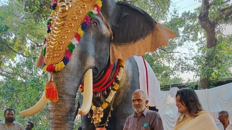 Este gigantesco elefante robot le ha salvado la vida a su hermano de carne y hueso