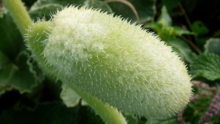 Estas plantas no necesitan abejas para esparcir sus semillas, lo hacen solas y de forma mucho más violenta