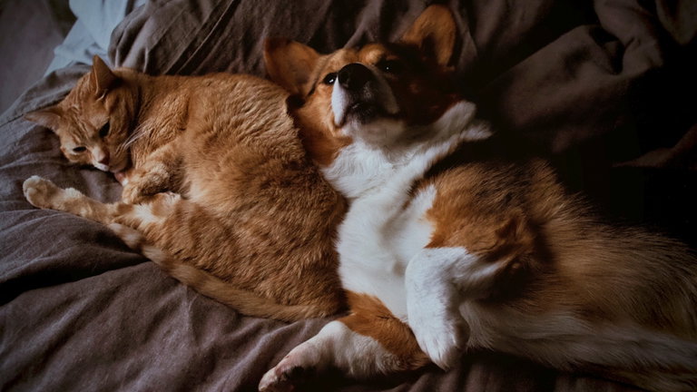 ¿Qué mascota prefieres, perros o gatos? No es solo cuestión de gustos, hay una explicación científica