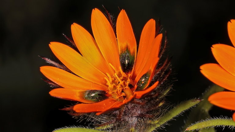 Esta flor puede "fabricar" moscas: un misterioso superpoder que por fin tiene explicación científica
