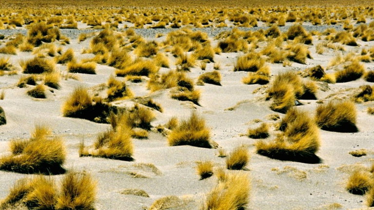Hemos descubierto una humilde planta originaria de Perú y puede ser clave en la creación de trajes espaciales
