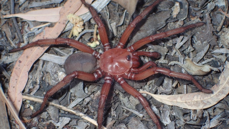 Hemos encontrado una nueva especie de araña trampilla en Australia: cuando la veas cazar entenderás el nombre