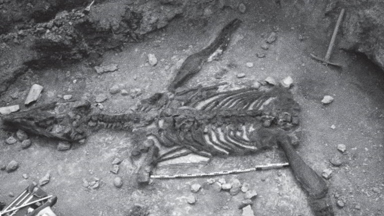Así es la Formación Paja: un misterioso ecosistema donde encontramos fósiles intactos de grandes depredadores