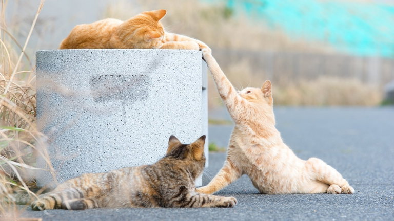 Ver vídeos de gatitos como método científico: este nuevo estudio ha revelado muchos secretos gatunos