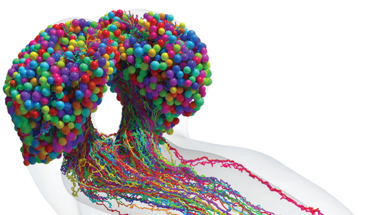 Parecen gominolas, pero es en realidad el revolucionario escáner del cerebro de una mosca