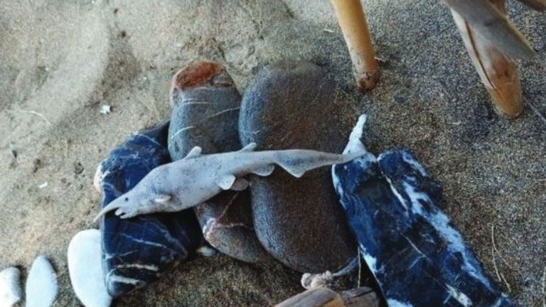 Creíamos haber visto un rarísimo tiburón duende en el Mediterráneo: nos hemos llevado una divertida decepción