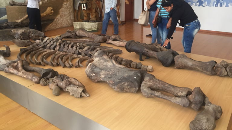 Parecía un gigante, pero este esqueleto de 7 metros pertenece a un curioso animal extinto