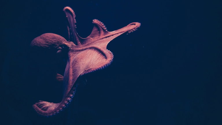 7 secretos sobre los pulpos que demuestran que son superhéroes del mundo animal