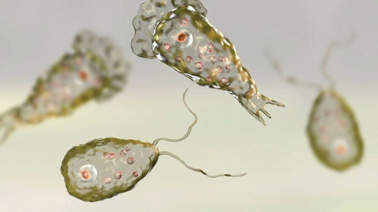 Así es la "ameba comecerebros", un horripilante organismo unicelular que podrías encontrarte en tu piscina