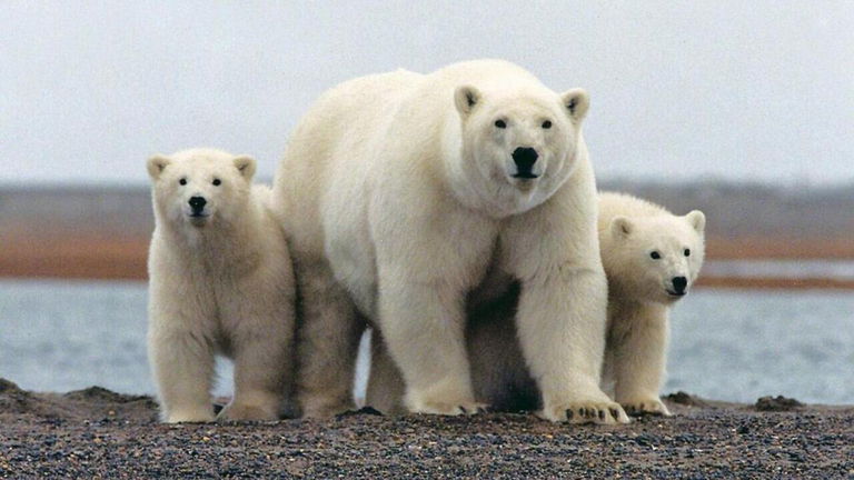 ¿De qué color es un oso polar? Seguramente dirías que blanco, pero la ciencia no lo tiene tan claro