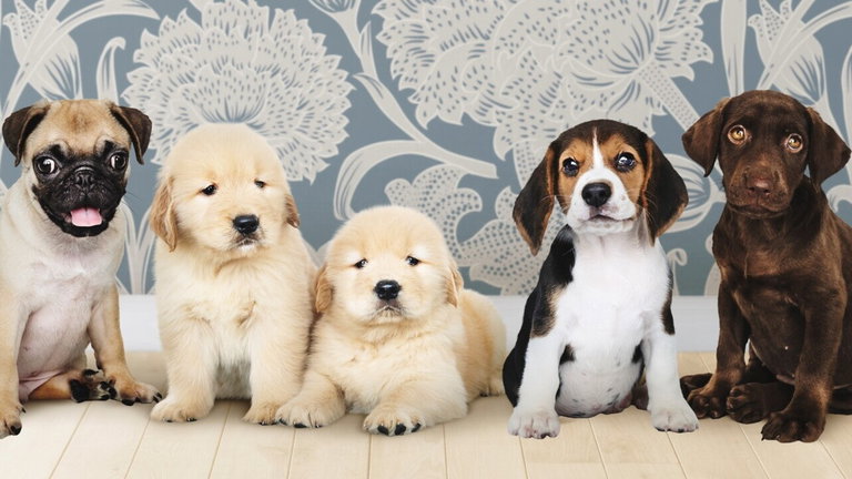 La ciencia ha revelado cuál es la raza de perro más inteligente, y no es la que todos creíamos