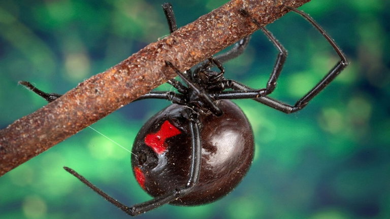 Una guerra arácnida en ciernes: la temible viuda negra tiene un nuevo y familiar depredador
