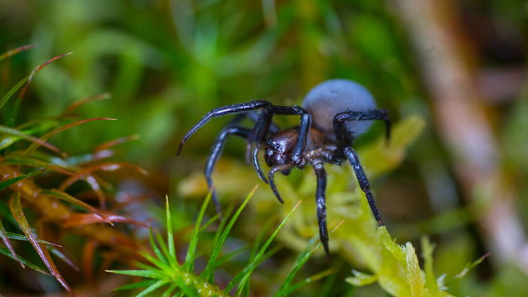 Así caza la araña de agua, la única especie conocida que pasa más tiempo sumergida que en la superficie