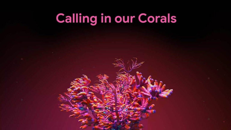Google te necesita para salvar los arrecifes de coral: así es como puedes ayudar a entrenar su nueva IA