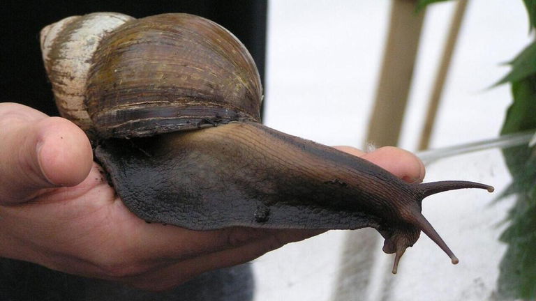 Ahora quizá te den asco, pero estos caracoles gigantes son claves en la evolución humana