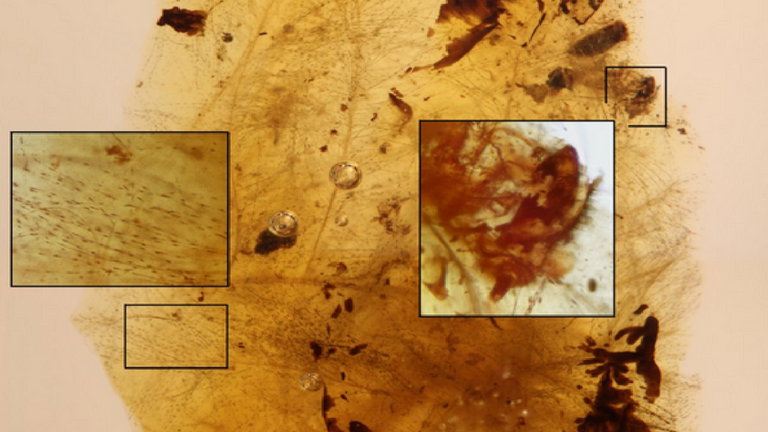 Unos fósiles descubiertos en Teruel han revelado la particular relación entre insectos y dinosaurios