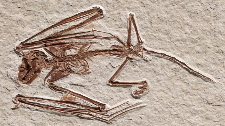 No es un dragón, pero este esqueleto pertenece a una especie nunca antes vista en la Tierra