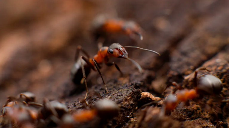 Ha nacido una nueva tecnología que podría servirnos para crear superrobots, y todo gracias a las hormigas