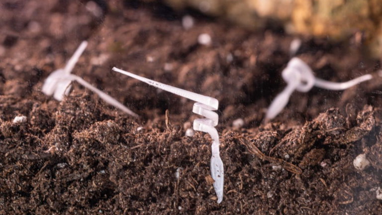 Este gusano es en realidad un robot biodegradable impreso en 4D para poder monitorizar el medioambiente