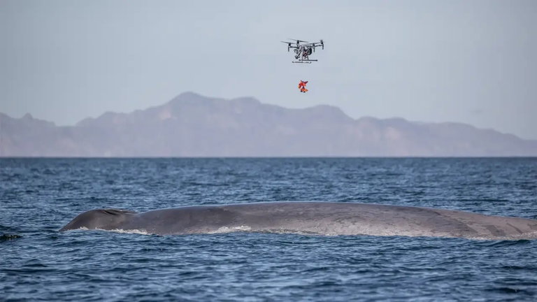 Estos drones persiguen ballenas, pero lo hacen por una razón vital para su supervivencia
