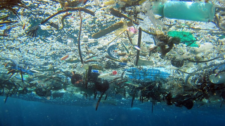 Hay una isla de plástico flotando en el Pacífico, y pese a nuestra irresponsabilidad, la vida se abre camino